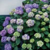BloomStruck&reg; Hydrangea