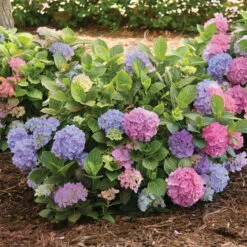 La Dreamin'® Hydrangea
