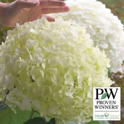 Incrediball® Hydrangea