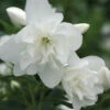 Snow Dwarf Mock Orange