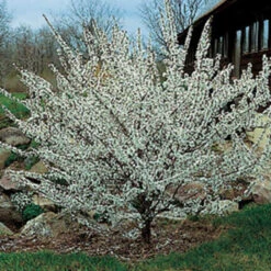 Nanking Bush Cherry