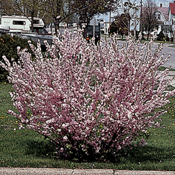 China Rose Tree 1 China Rose Tree