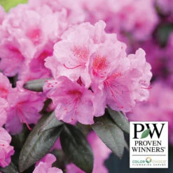 Black Hat® Rhododendron