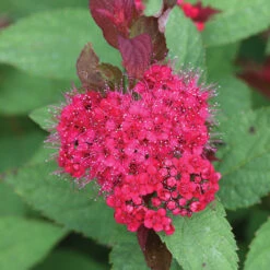 Double Play Doozie® Spirea