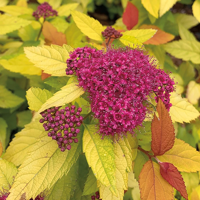 Double Play® Candy Corn® Spirea 1 Double Play® Candy Corn® Spirea