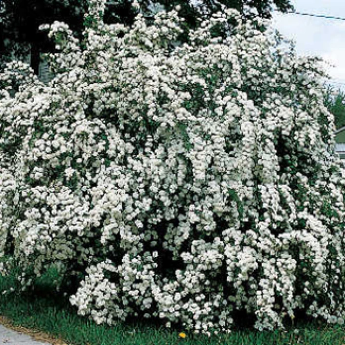 Bridal Wreath Spirea 1 Bridal Wreath Spirea