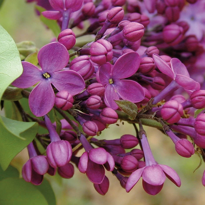 Declaration Lilac 1 Declaration Lilac