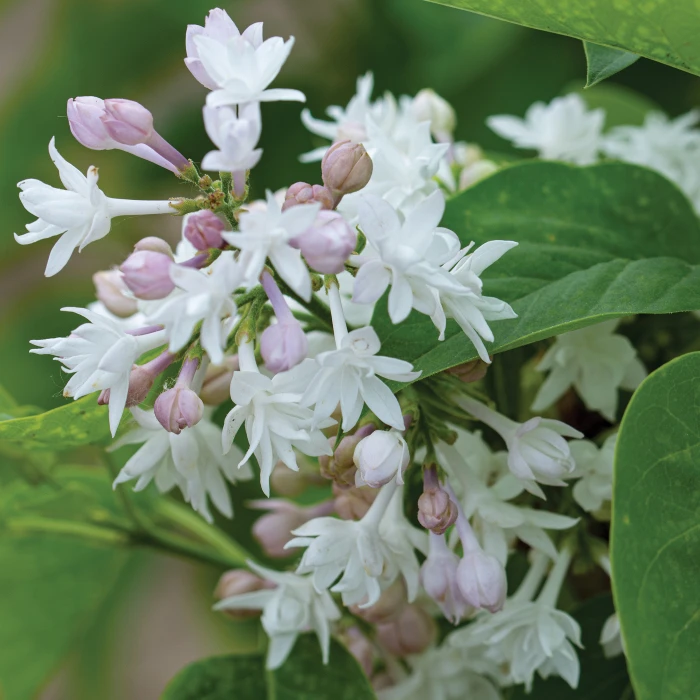 Beauty Of Moscow Lilac 1 Beauty Of Moscow Lilac