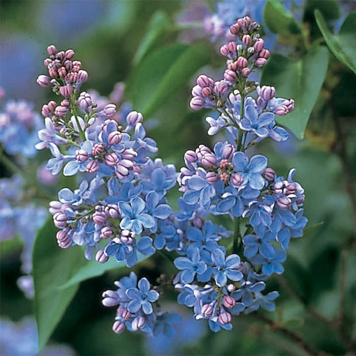 Dwarf Wonderblue Lilac 1 Dwarf Wonderblue Lilac