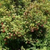American Highbush Cranberry