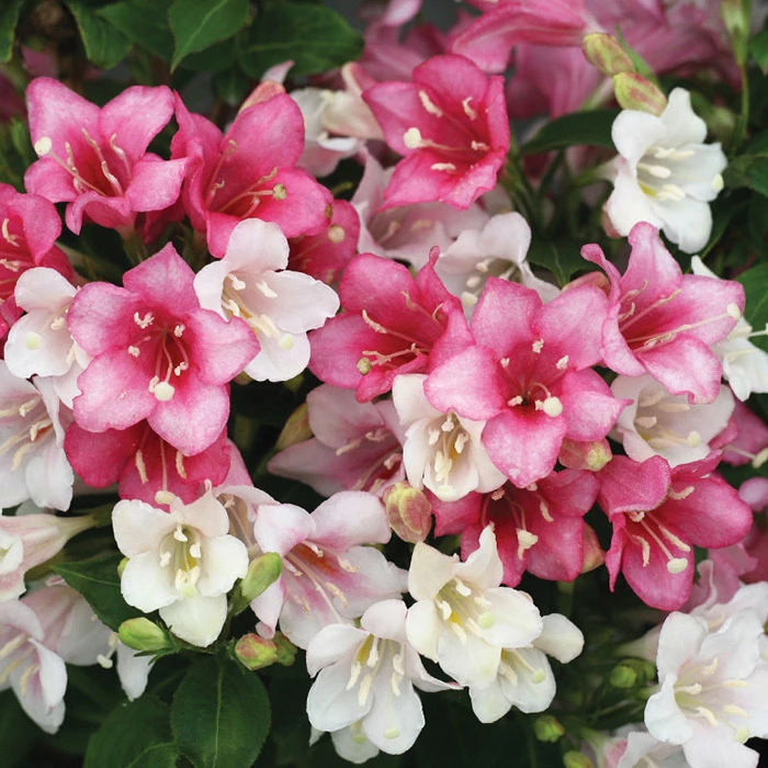 Czechmark Trilogy® Weigela 1 Czechmark Trilogy® Weigela