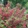 Sonic Bloom® Red Weigela