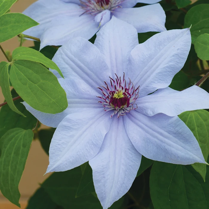 Bernadine™ Clematis 1 Bernadine™ Clematis