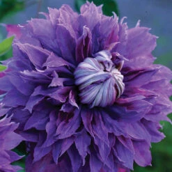 Diamantina™ Clematis