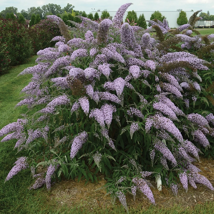 Grand Cascade Butterfly Bush 1 Grand Cascade Butterfly Bush