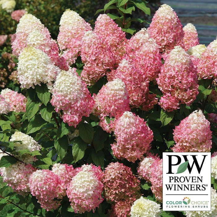 Quick Fire Fab® Hydrangea 1 Quick Fire Fab® Hydrangea