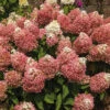 Sweet Starlight™ Hydrangea