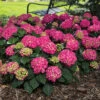Summer Crush&reg; Hydrangea