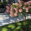 Vanilla Strawberry&trade; Tree Hydrangea