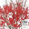 Winterberry Offer - Red