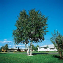 Whitespire Birch 2-3 Ft
