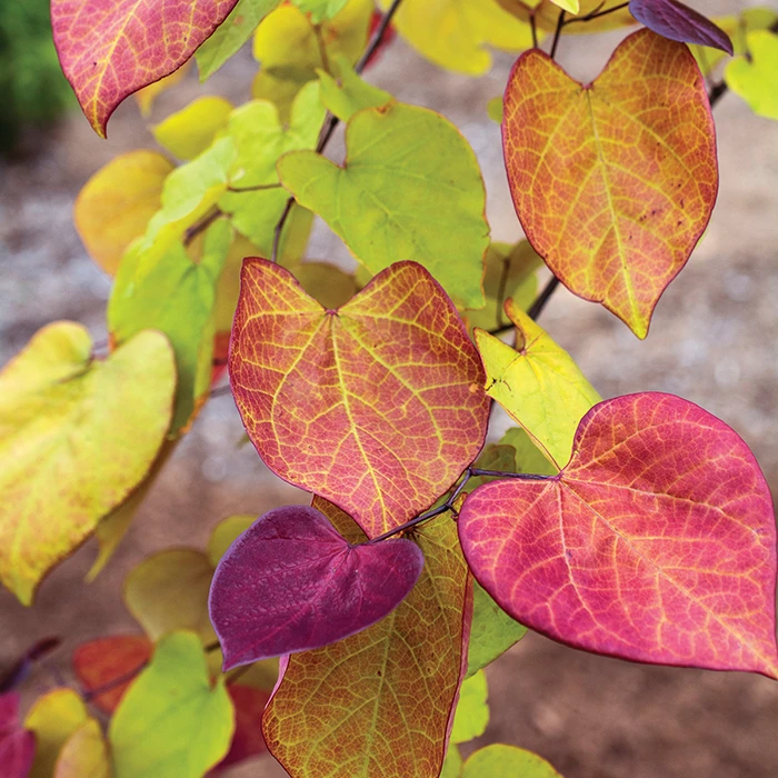 Flame Thrower Redbud Tree 1 Flame Thrower Redbud Tree