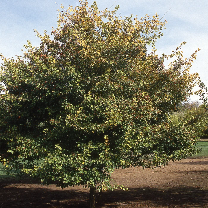 Winter King Hawthorn 1 Winter King Hawthorn