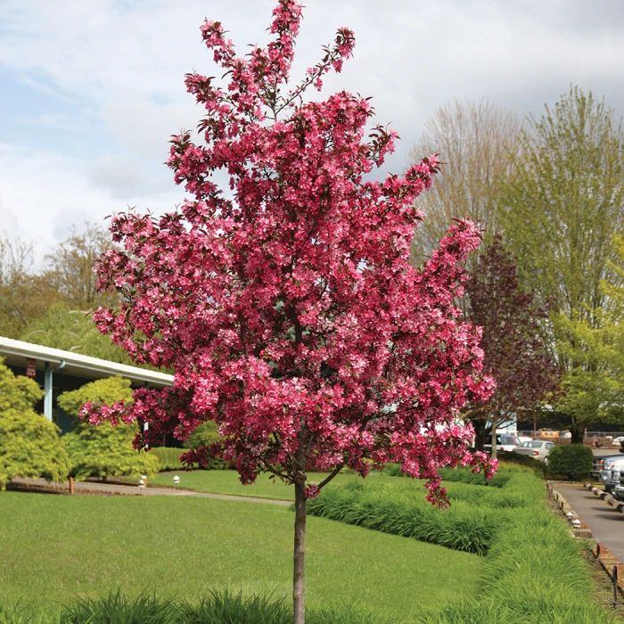 Royal Raindrops® Flowering Crabapple 1 Royal Raindrops® Flowering Crabapple