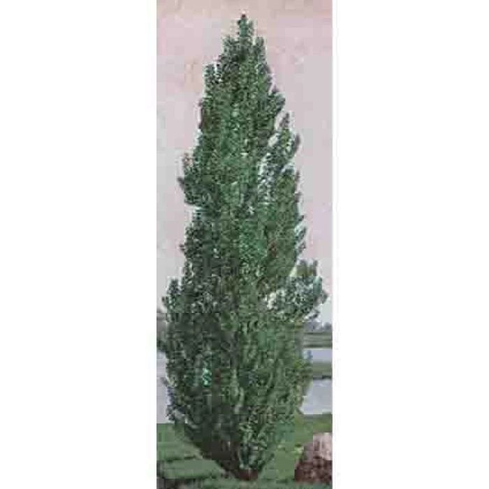 Theves Poplar(4 To 5 Foot) 1 Theves Poplar(4 To 5 Foot)