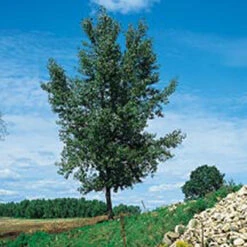 Cottonless Cottonwood Tree (4 To 5 Foot)