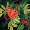 Various Mountain Ash Offer