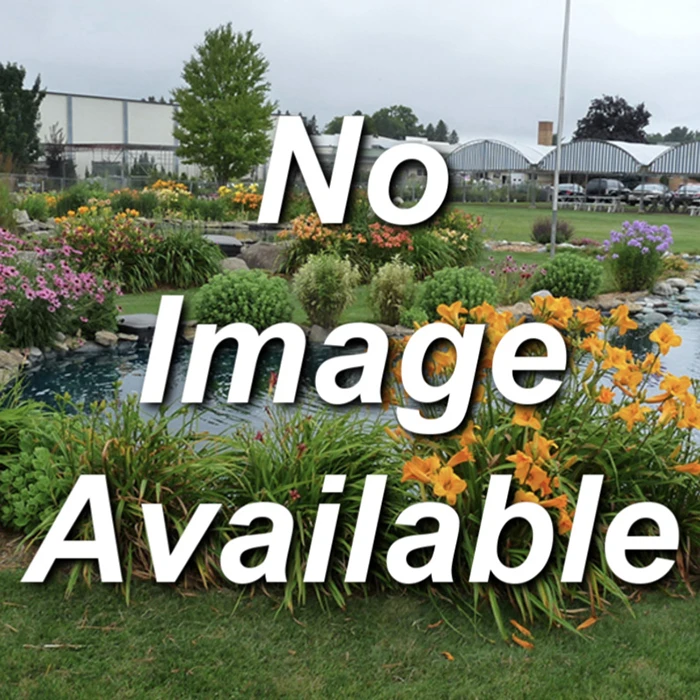 Balsam Fir Evergreen Seedlings 1 Balsam Fir Evergreen Seedlings