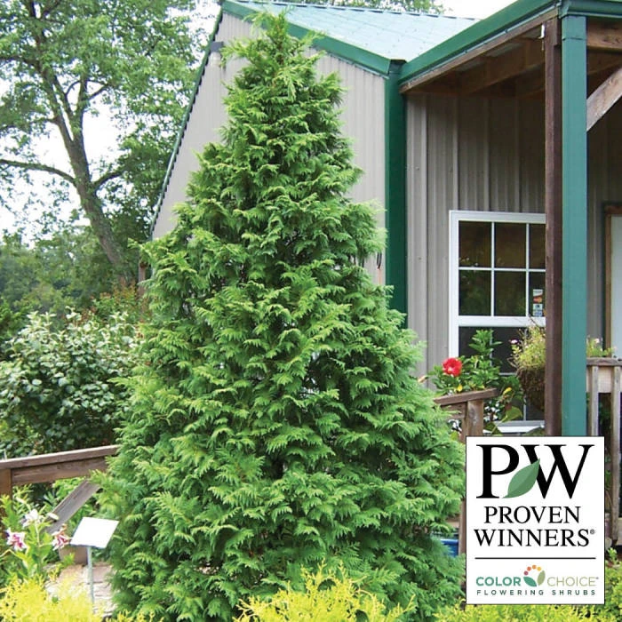 Soft Serve® False Cypress Evergreen 1 Soft Serve® False Cypress Evergreen