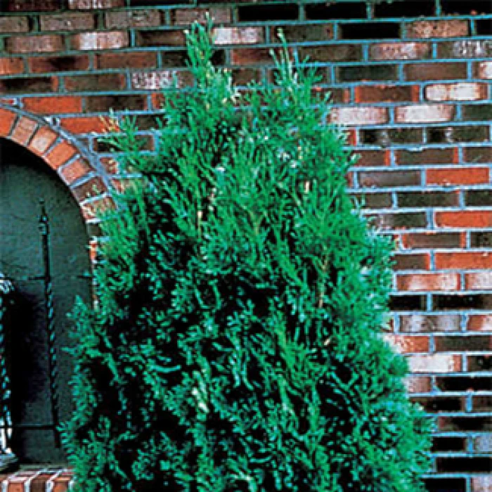 Pyramidal Arborvitae Evergreen 1 Pyramidal Arborvitae Evergreen