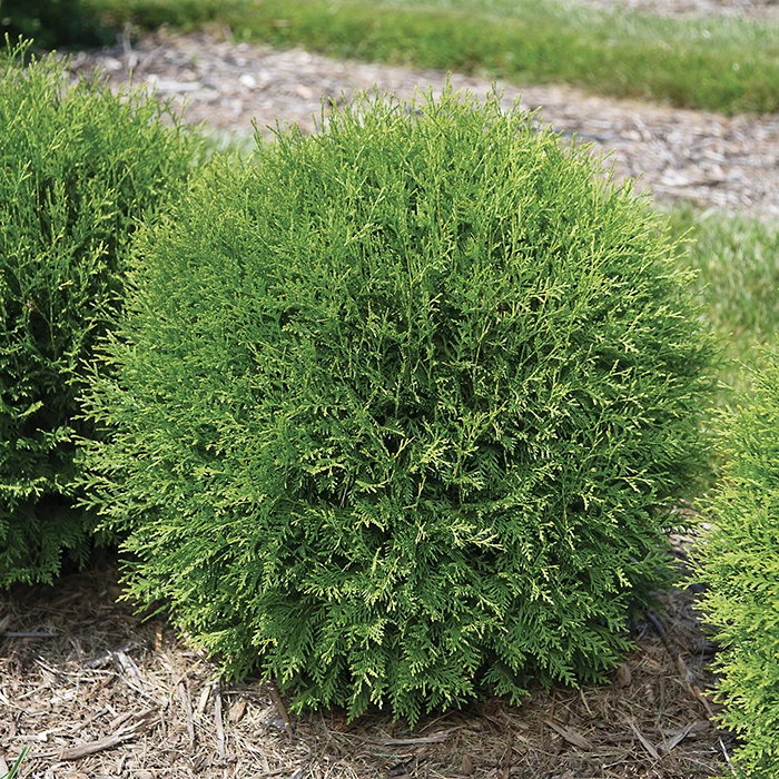 Planet Earth® Arborvitae 1 Planet Earth® Arborvitae