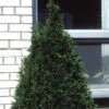Emerald Arborvitae Evergreen