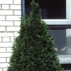 Emerald Arborvitae Evergreen