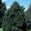 Techny Arborvitae Evergreen