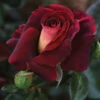 Dark Night™ Hybrid Tea Rose
