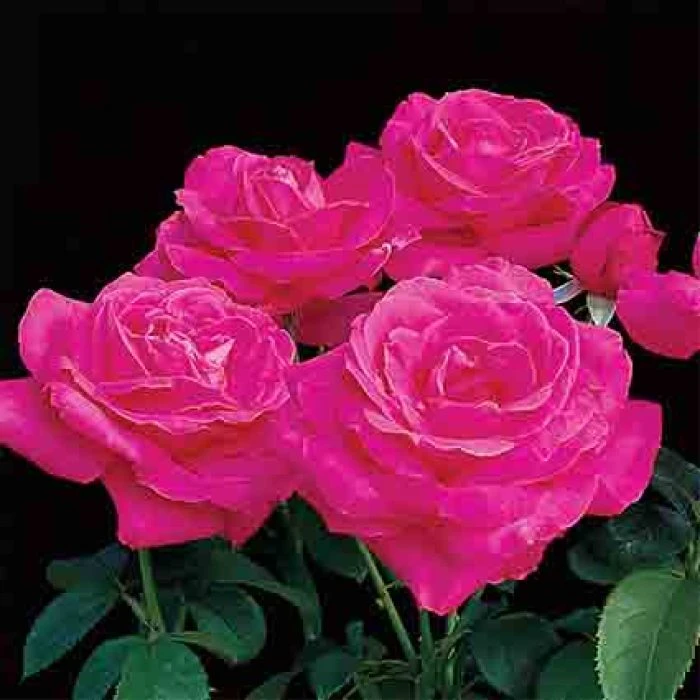 Miss All-American Beauty Hybrid Tea Rose 1 Miss All-American Beauty Hybrid Tea Rose