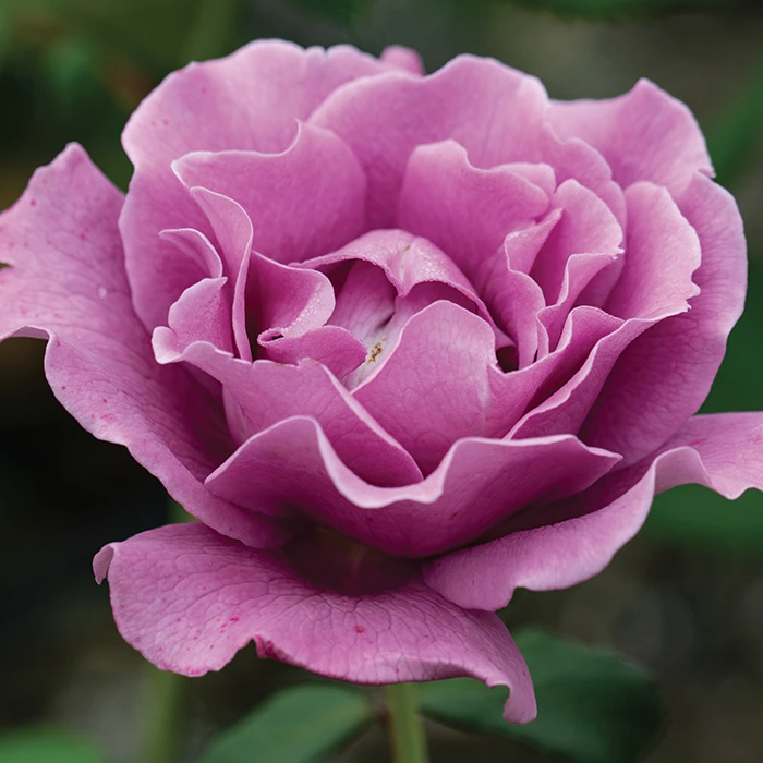 Angel Face™ Floribunda Rose 1 Angel Face™ Floribunda Rose