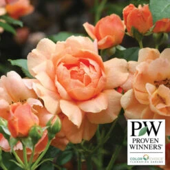 At Last® Floribunda Rose