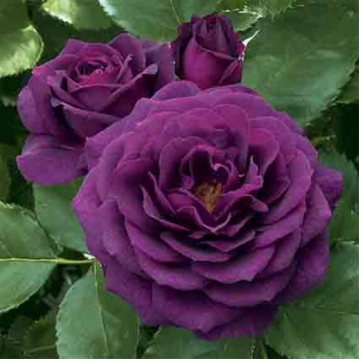 Ebb Tide™ Floribunda Rose 1 Ebb Tide™ Floribunda Rose