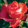 Marmalade Skies™ Floribunda Rose