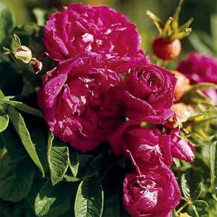 Hansa Rugosa Shrub Rose 1 Hansa Rugosa Shrub Rose