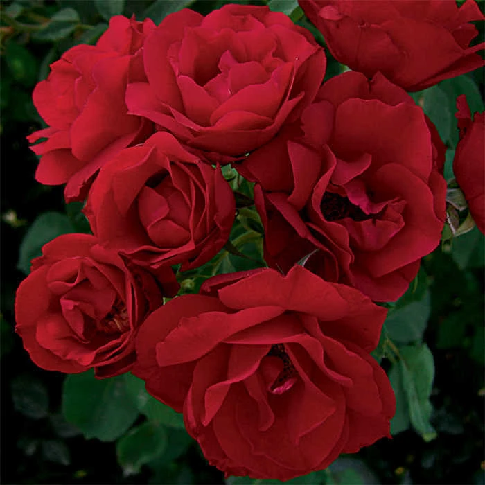 Hope For Humanity Shrub Rose 1 Hope For Humanity Shrub Rose