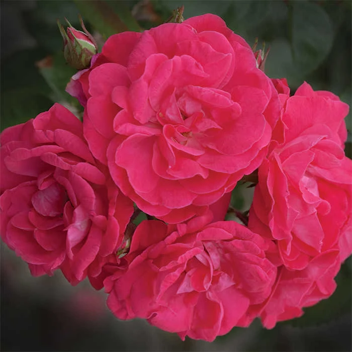 Party Hardy™ Shrub Rose 1 Party Hardy™ Shrub Rose