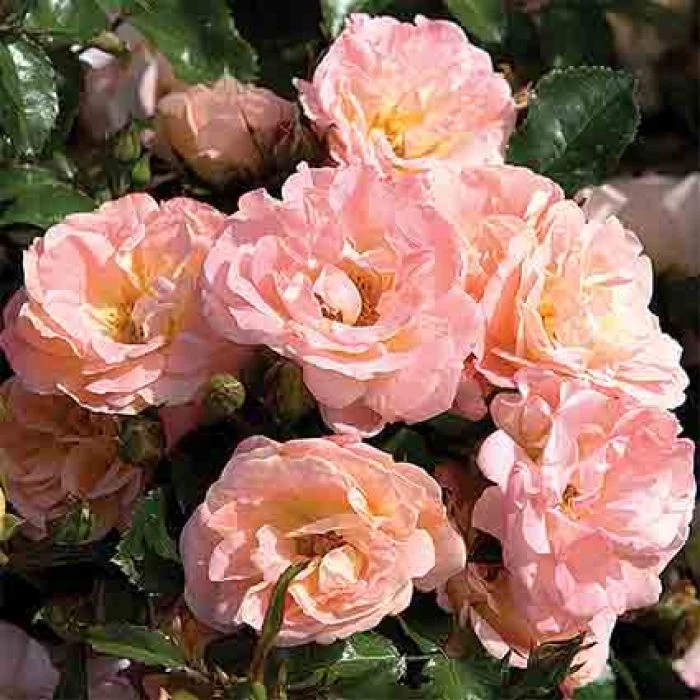 Peach Drift® Groundcover Rose 1 Peach Drift® Groundcover Rose