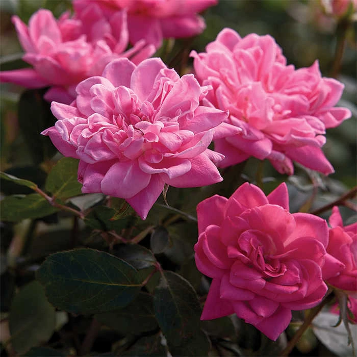 Pink Double Knock Out® Rose 1 Pink Double Knock Out® Rose