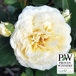 Reminiscent™ Crema Shrub Rose